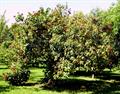 Nephelium lappaceum